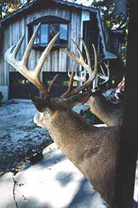 Whitetail Buck