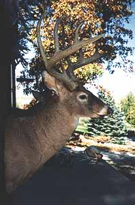 Whitetail Buck