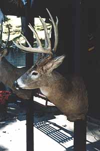 Whitetail Buck