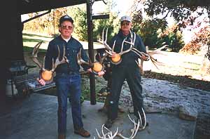 Whitetail Buck Sheds