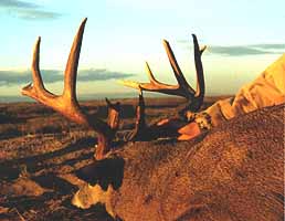 Rear View of Wyoming Whitetail Deer