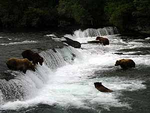 kodiak bear