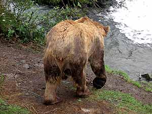 kodiak bear