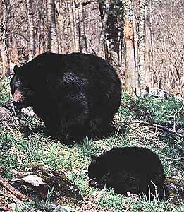 Alaska Black Bear