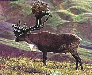 Alaska Caribou