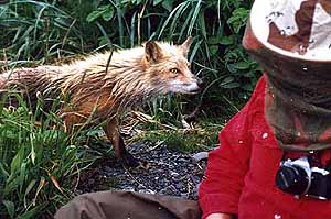 Alaska Red Fox