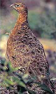 Alaska Ptarmigan