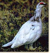 Alaska Ptarmigan