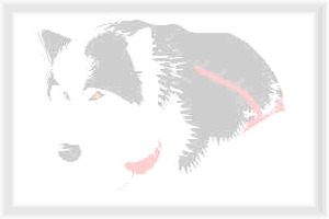 Husky Logo