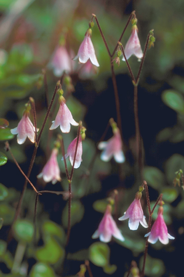 twinflower