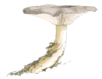 Lactarius