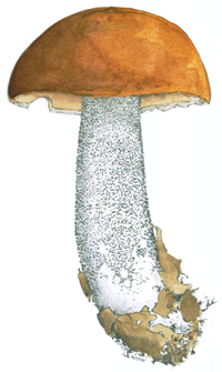 Leccinum