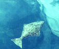 Halibut in Water