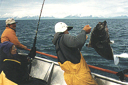 Landing a nice halibut.