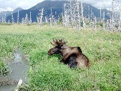 Moose and Mountains