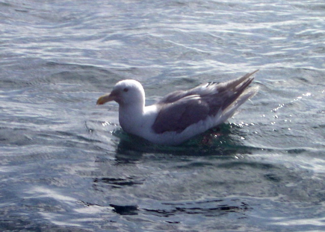 Gull2.JPG