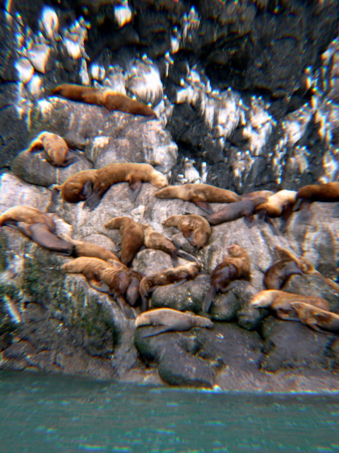 Sea Lions6.JPG