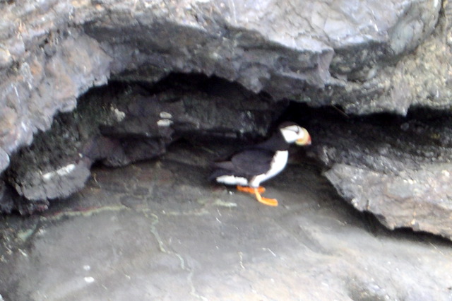 Puffin.JPG