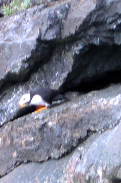 Puffin3.JPG