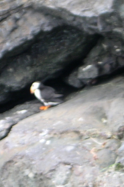 Puffin4.JPG