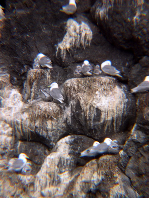 Kittiwake Rookery w Chicks.JPG