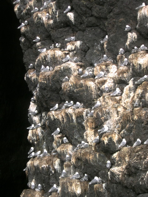 Kittiwake Rookery5.JPG