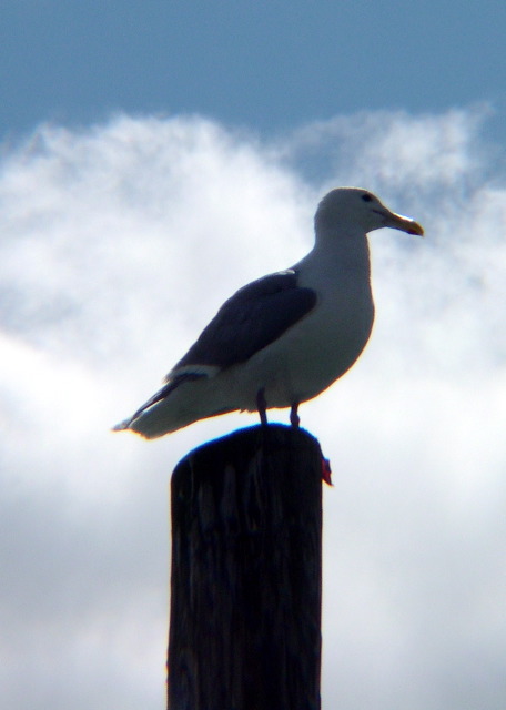 Gull.JPG