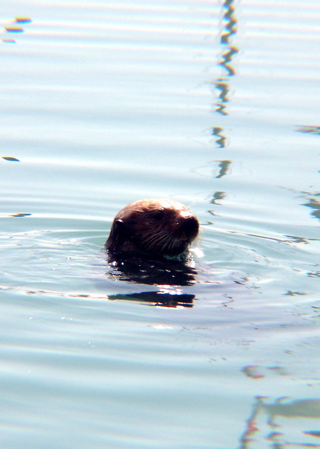 SeaOtter2.JPG