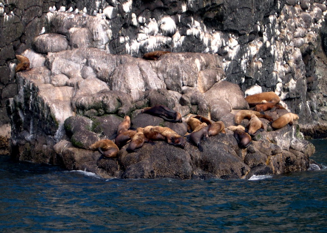 Sea Lions.JPG