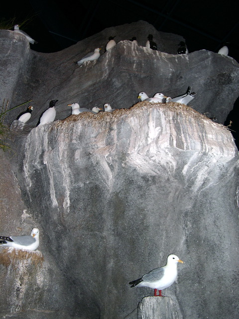 Kittiwakes Murres Puffins.JPG