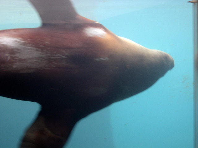 Huge Sea Lion.JPG