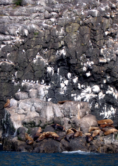 Sea Lions and Kittiwakes.JPG