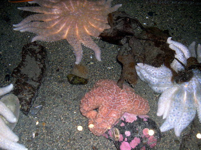 Starfish Colony.JPG