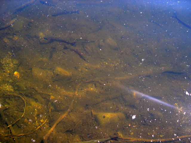 Swimming Trout2.JPG