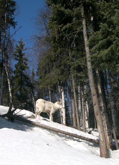 Dall Sheep.JPG