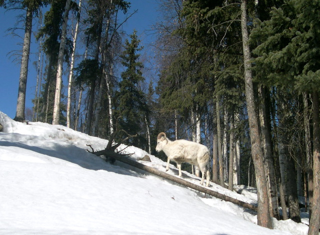 Dall Sheep5.JPG