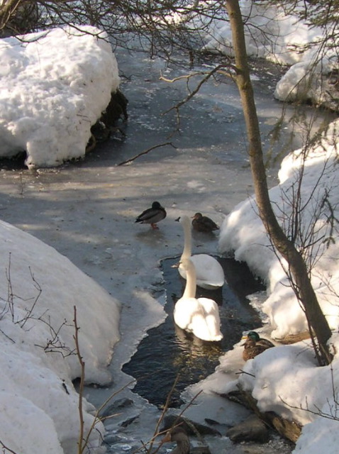 Tundra Swans_Ducks2.JPG