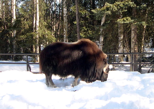 Muskox.JPG