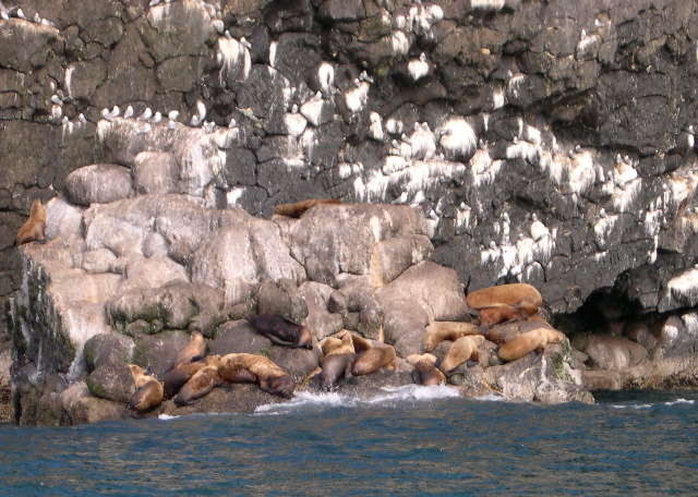 Sea Lions and kittiwakes 2.JPG