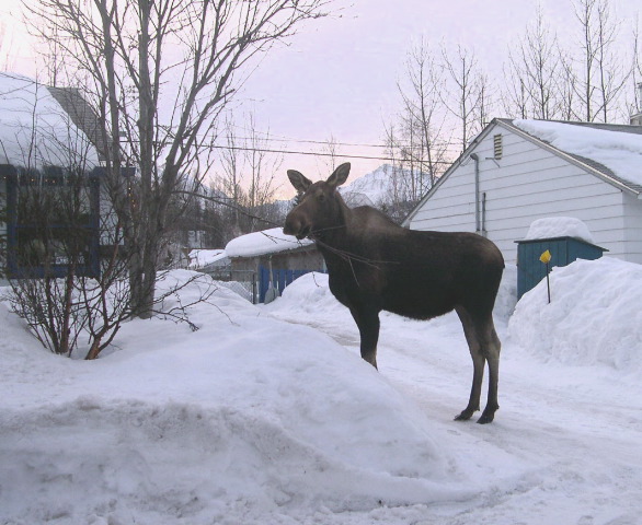 A Moose 3-17-04.JPG