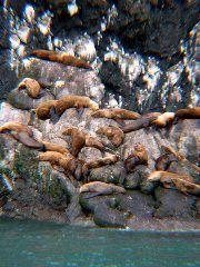 Sea Lions6.JPG