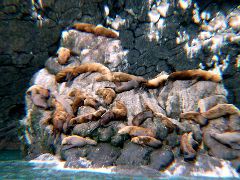 Sea Lions8.JPG