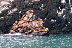 Sea Lion Rock2.JPG copy