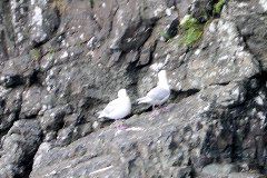 Kittiwakes.JPG