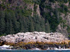 Murres on Lookout Rock.JPG