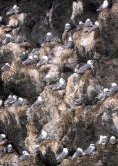 Kittiwake Rookery9.JPG