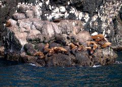 Sea Lions and Kittiwakes.JPG