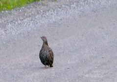 ptarmigan closeup.JPG