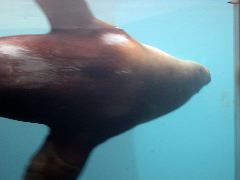 Huge Sea Lion.JPG