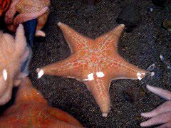 Starfish.JPG